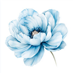 Obraz premium Elegant Powder Blue Peony Watercolor Botanical Illustration Isolated on White