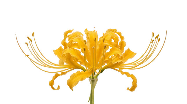 Golden spider lily flower macro view isolated close up view on png background