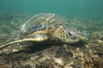 Green sea turtle swimming underwater off the coast of Hawaii © willtu