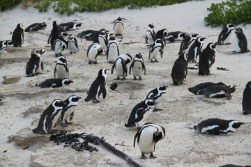 A penguin colony at Boulder's beach in South Africa © Patricia BC