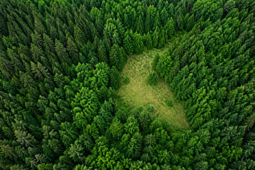 Dense summer forest canopy with meadow clearing in Finland, nature and environment concept © Boxiang
