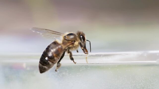 honey bee rests on a bowl with shallow water with sunlit stripes and folded wings capturing a quiet moment of hydration and survival in a harsh urban setting