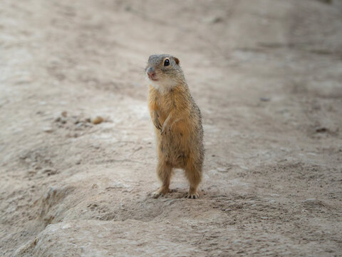 &Uuml;rge (Spermophilus citellus