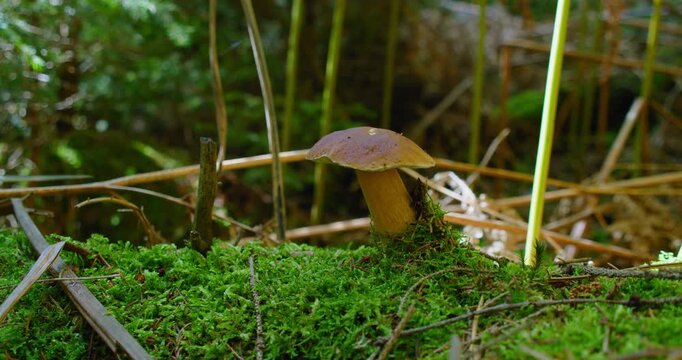 Man hands cut edible cep Boletus Edulis mushroom in the autumn coniferous lush green forest. Harvest time. Foraging in the grass.