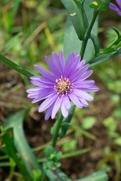 Purple daisy flower on stem