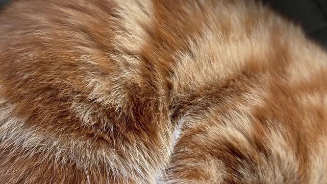 Extreme close-up of a sleeping ginger tabby cat showing soft fluffy orange fur texture and gentle breathing