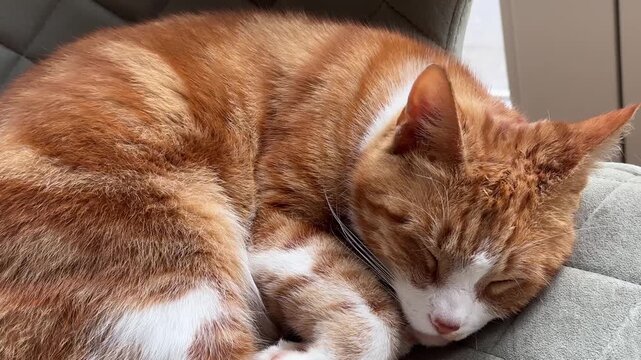 Close up of a peaceful orange tabby cat sleeping curled up on a cozy textured chair in a warm home