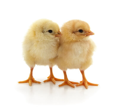 Two yellow little chicks isolated on a white background.