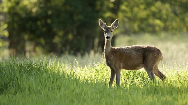Roe deer in natural summer habitatt- Wildlife in Ruropean Countryside
