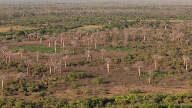 Aerial view of the iconic Avenue of the Baobabs featuring towering ancient trees scattered across the dry landscape of the Menabe region in Morondava, Menabe, Madagascar.