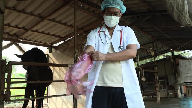 Male veterinarian performs horse health check while wearing long gloves reach the shoulders examining reproductive system rectum ensure safety both animal practitioner reducing disease transmission.