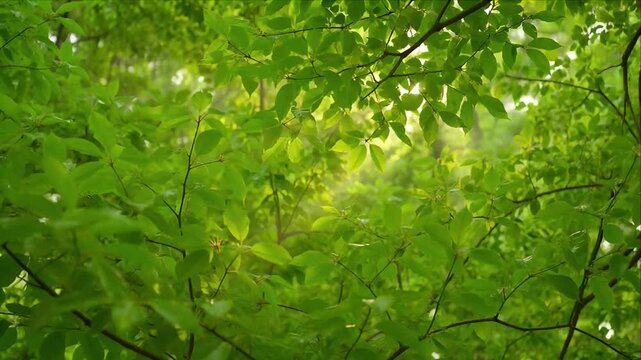 Green leaf nature background forest foliage sunlight spring garden tree branch, fresh green leaf and branch canopy with soft sunlight, abstract natural scene for calm spring forest backdrop