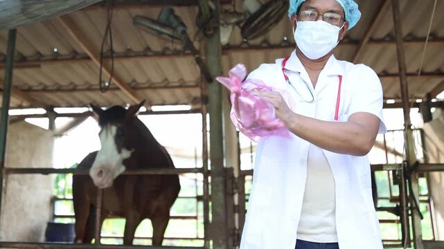 Male veterinarian performs horse health check while wearing long gloves reach the shoulders examining reproductive system rectum ensure safety both animal practitioner reducing disease transmission.
