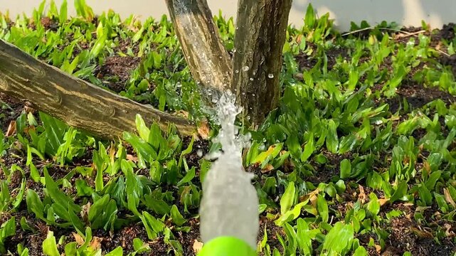 A close up view of a green garden hose watering a tree in a lush green garden setting.