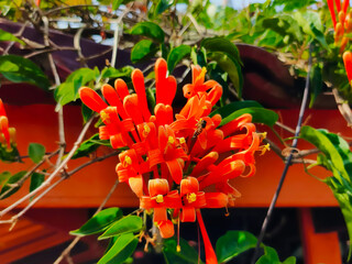 Pyrostegia Venusta Flame Vine with Bee Pollinating © Djohan Rianto
