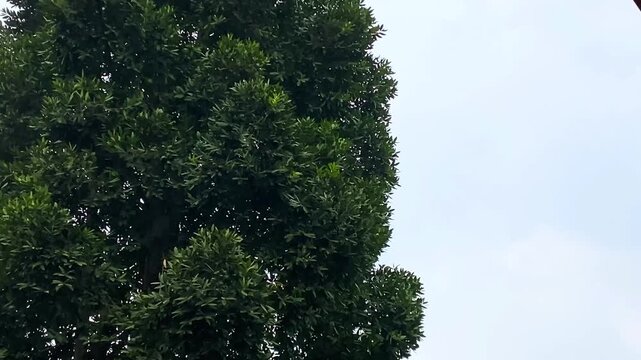 A close up view of a lush green tree canopy with dense foliage reaching towards a bright clear sky.