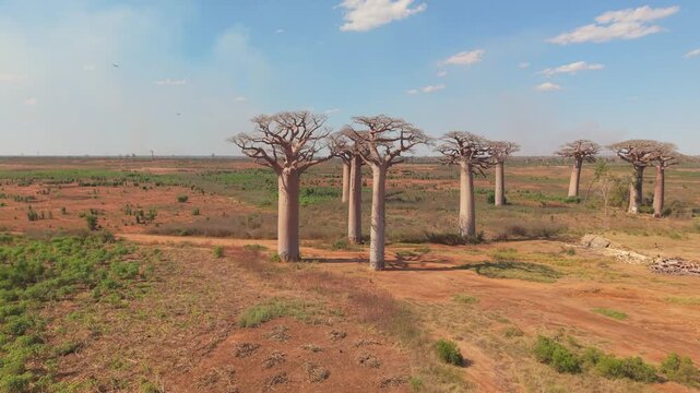Aerial view of the iconic Baobab trees standing in the dry landscape of the Avenue of the Baobabs under a clear blue sky in Morondava, Menabe, Madagascar.