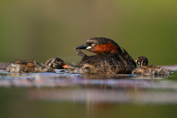 Little Grebe Preening While Resting with Two Chicks © jakkrit