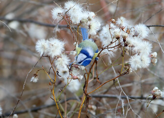 Foraging head-down among fluffy white seed heads of dry plants. Wild bird, ornithology, nature. © VOLODYMYR KUCHERENKO
