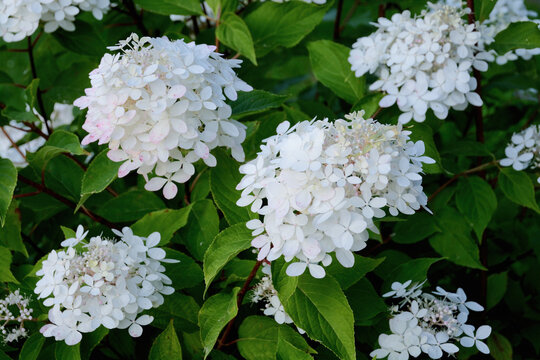 Blooming white flowers of the Hydrangea paniculata.