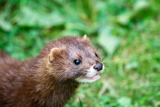 Curious mink headshot portrait with copy space