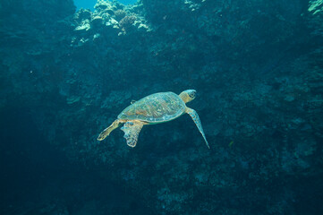 Green sea turtle swimming underwater off the coast of Hawaii © willtu