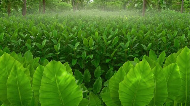 Green Nature Background with Tropical Leaf Field, Fresh Mist, Lush Foliage, Forest Garden Ecology, Spring Sunlight, Humid Peaceful Landscape, Serene Misty Forest Scene