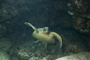 Green sea turtle swimming underwater off the coast of Hawaii © willtu