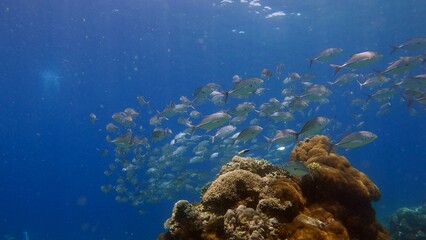 A school of Bigeye trevally (Caranx sexfasciatus) swimming near a colorful coral reef under the deep blue ocean water. Dauin, Negros Island Region, Philippines © MarieXMartin