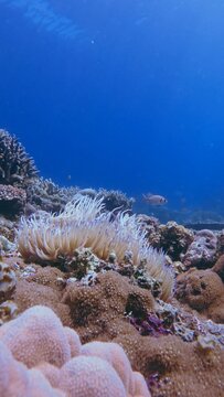 A colorful underwater scene featuring a dense colonies of coral, Stichodactyla haddoni and sebae anemone (Radianthus crispa) swaying in the ocean waves. Dauin, Philippines