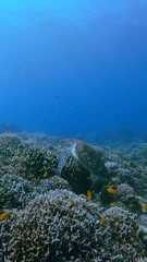 Obraz premium A green sea turtle (Chelonia mydas) clinging among dense corals while lemon damsel (Pomacentrus moluccensis) swim around in deep blue waters. Dauin, Philippines
