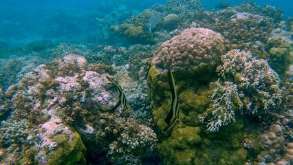 Pair of Longfin Batfish or Platax teira circling each other while howering among stony coral formation covered in green moss. Dauin, Negros Island Region, Philippines © MarieXMartin