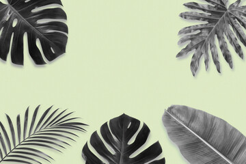Collection of tropical leaves, Minimal Black Tropical Leaves Frame Background with Soft Green Copy Space © Sohel Rana