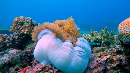 A magnificent sea anemone or Ritteri anemone (Radianthus magnifica) hosting a pink skunk clownfish (Amphiprion perideraion) in a colorful bustling coral reef. Dauin, Philippines © MarieXMartin