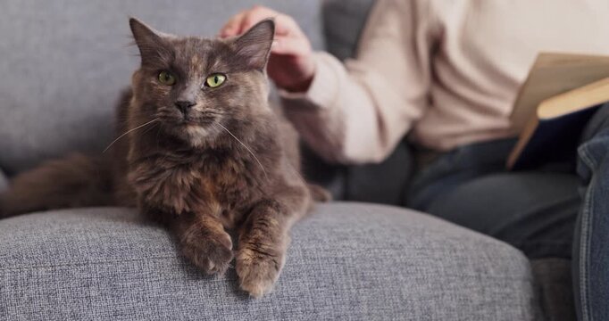 Cat petting on sofa at home, reading. Fluffy feline portrait shows calm companion beside a book, relaxing together and enjoying quiet bonding. For pet care use. Cozy home reading with pet.