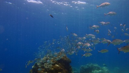 Fototapeta premium A school of bigeye trevally (Caranx sexfasciatus) swimming near a coral mound and heading towards the vast blue open waters. Dauin, Philippines