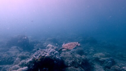 A green sea turtle (Chelonia mydas) glides over a coral reef in blue hazy glittering waters, exuding serenity. Dauin, Philippines © MarieXMartin