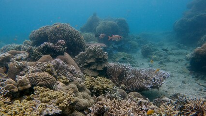 A vibrant coral reef teeming with diverse fish life under clear sea water in the renown diving destination of Dauin, Philippines © MarieXMartin