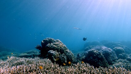 Captivating wide view of lush coral reef overflowing with diverse marine life bathe in filtered sunlight, creating a magical whimsical scene. Dauin, Philippines © MarieXMartin