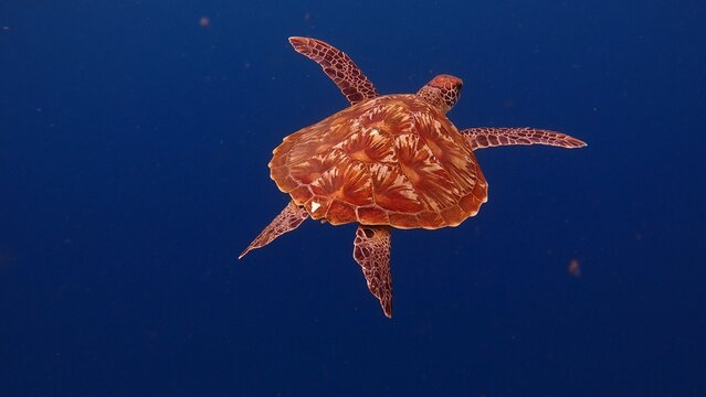 Close-up of a green sea turtle (Chelonia mydas) with striking shell pattern swimming in the deep blue open water. Dauin, Negros Island Region, Philippines