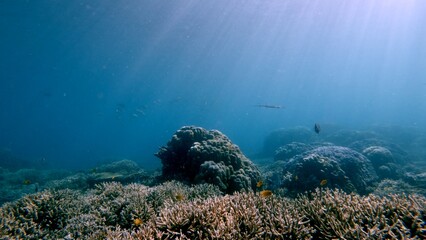 Serene underwater scene with light rays illuminating coral reefs and marine life creating a magical view. Dauin, Philippines © MarieXMartin