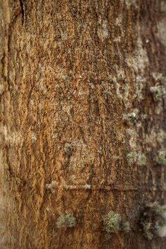 Closeup texture of tree bark. Pattern of natural brown tree bark background. Rough surface of trunk. Dirt skin of old maple wood trunk