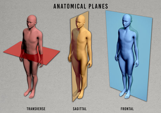 Anatomical Planes, Color Coded