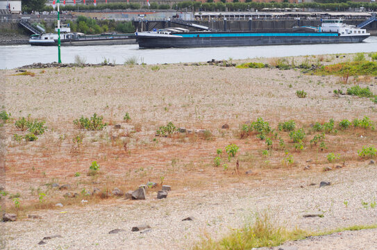 Low stream gauge of rhine river in D&uuml;sseldorf,Germany.Climate change,global warming concept,plants are conquering the former riverbed and ships can only operate with half of their cargo

