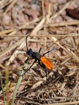 Macro close up of a tarantula hawk wasp perched on dry grass in nature