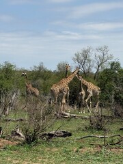 Giraffes grazing in savanna at Kruger National Park in Mpumalanga, South Africa © Pavel Jiranek
