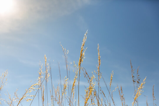 Herbes sauvages s&eacute;ch&eacute;es au soleil, &eacute;pis avec des reflets dor&eacute;s au premier plan et ciel bleu en arri&egrave;re-plan, ambiance douce et lumineuse
