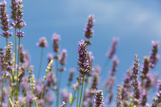 Lavandes en fleurs au premier plan, tiges vertes et fleurs violettes, ciel bleu en arri&egrave;re-plan