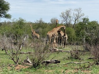 Group of giraffes in savanna at Kruger National Park in Mpumalanga, South Africa © Pavel Jiranek
