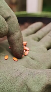 Vertical video. Gardener Wearing Protective Gloves Selects Orange Treated Seeds by Hand, Preparing Individual Seeds for Precise Sowing in a Large Pot